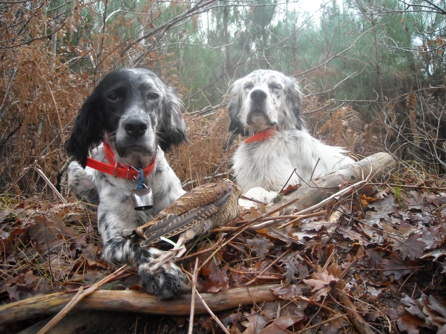 setter anglais bécasse